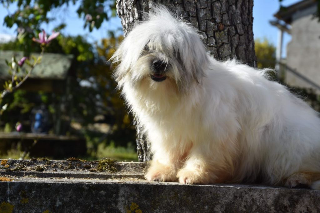 Publication : du moulin de Caveaumont Auteur : HERICHER JOCELYNE