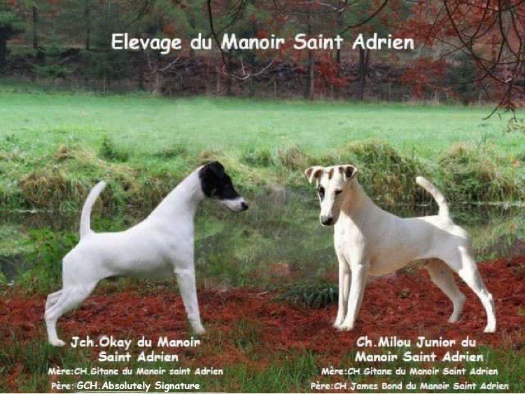Publication : du Manoir Saint Adrien 