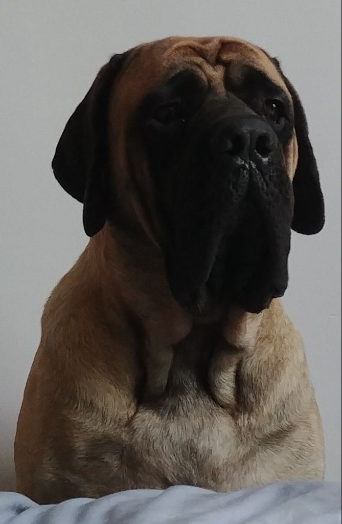 Pacha - georgie des Mastiffs d'Enfer