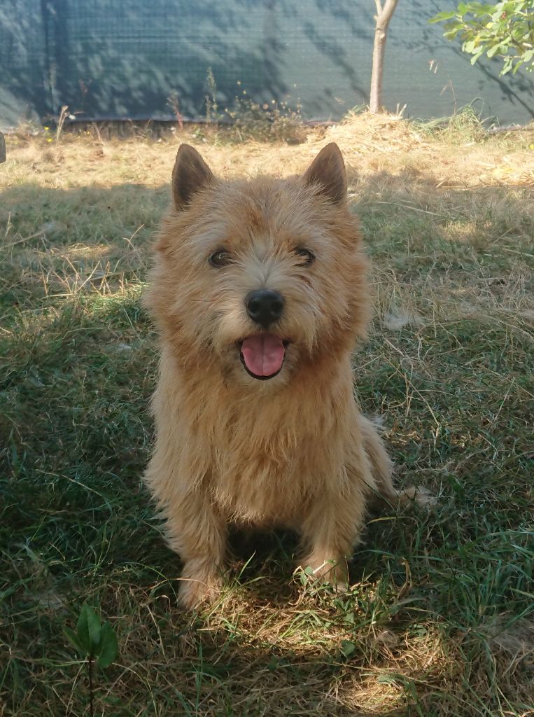 stoppelhopser Candy cane aka benji