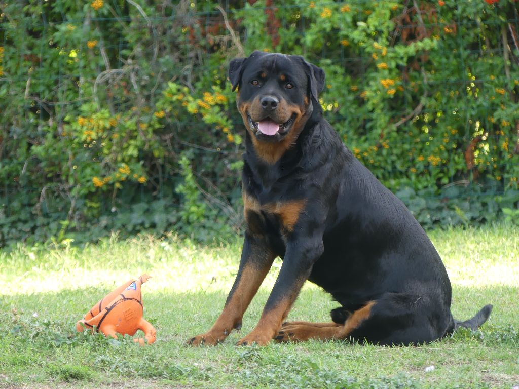 Publication : De La Force Des Mages Noirs