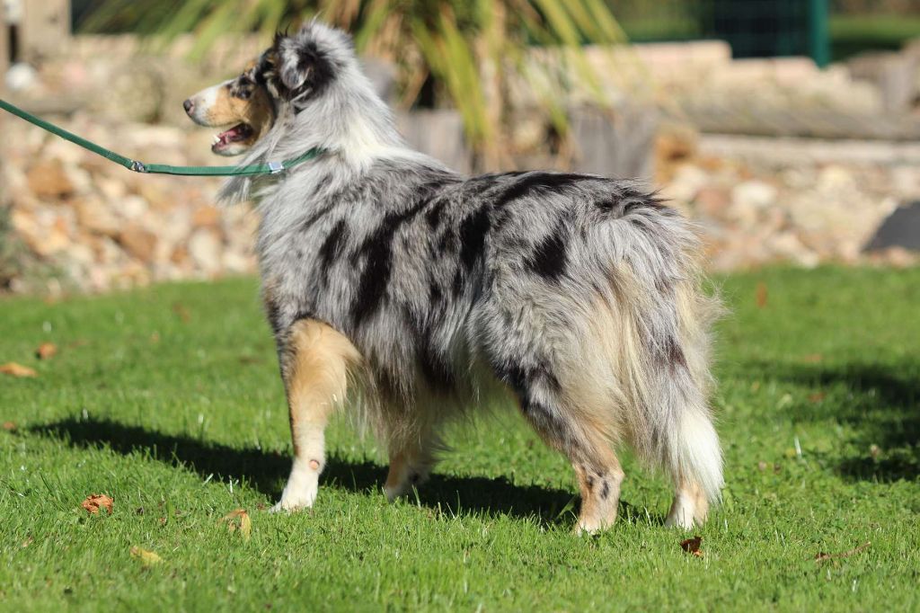 Publication : de l'Angelarde 