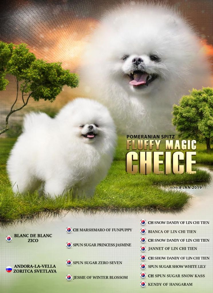 fluffy magic Cheice