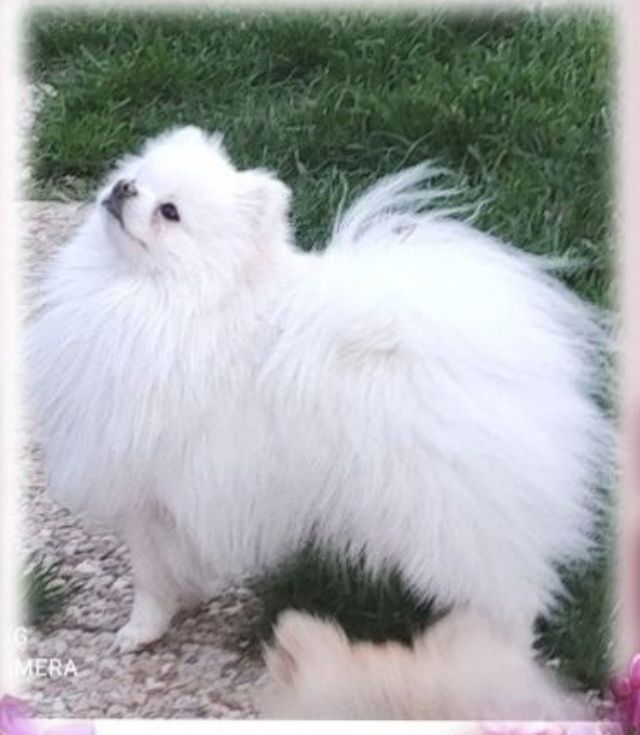 Publication : du jardin de Mesoz 