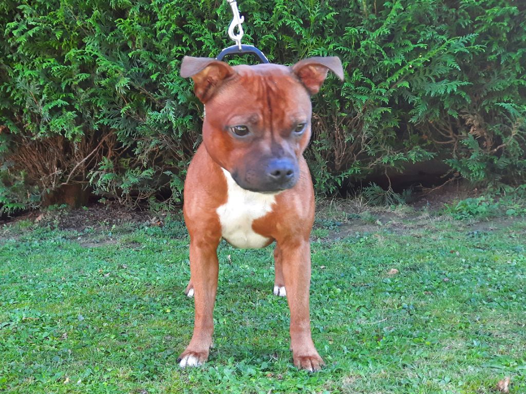  Auteur : Ultras Staff