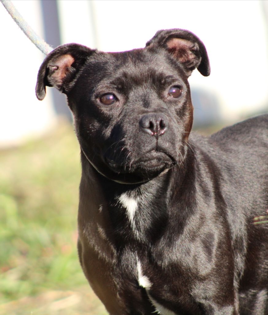 Publication : De La Tendre Puissance Auteur : de la tendre puissance