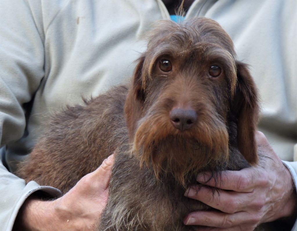 Publication : Des Troubadours Cathares