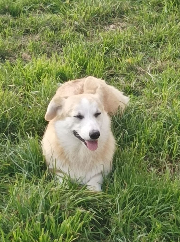 Publication : des Croisades de Tyam 