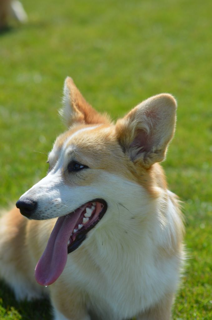 Publication : Des Gazons D'Ile De France 