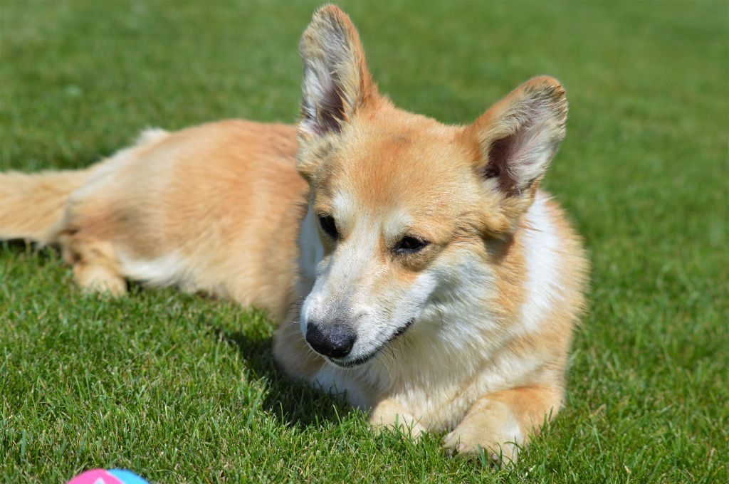 Publication : Des Gazons D'Ile De France 