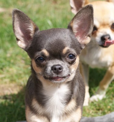 Étalon Chihuahua - Romantic girl de L'Arbre des Batailles