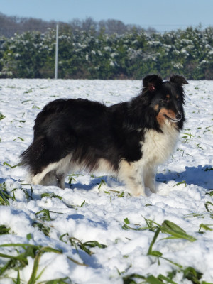Étalon Shetland Sheepdog - Pastel De La Stella Del Pyrame