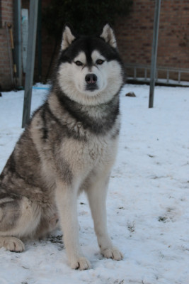 Étalon Siberian Husky - Secret success du chalet des edelweiss