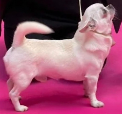 Étalon Chihuahua - Prince Héritier Des Petites Mirabelles