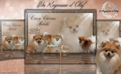 Étalon Spitz allemand - Crazy Charms Rebelle