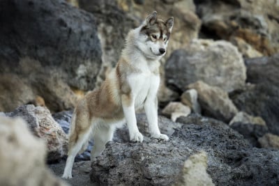 Étalon Siberian Husky - R'mione Des Etoiles Des Glaciers