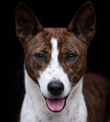 Étalon Basenji - Ryanna du Chemin de la Lune aux Reves