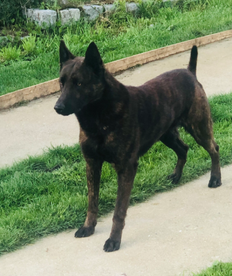 Étalon Berger hollandais - Raffal dit rocco Du blason à croix d'argent