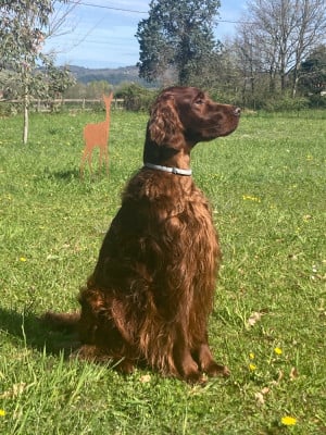 Étalon Setter irlandais rouge - nobleton Kingfisher