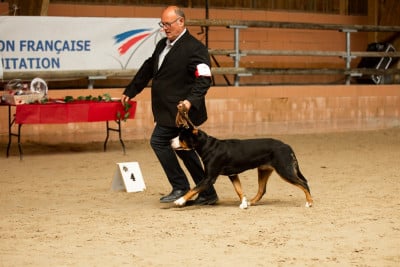 Étalon Grand bouvier suisse - korona rossii Klariche (khazad dum)