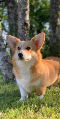 Étalon Welsh Corgi Pembroke - Philadelphia du lac d'andoria