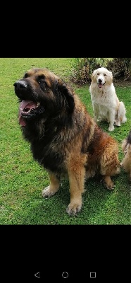 Étalon Leonberger - Maico des chasses dragons