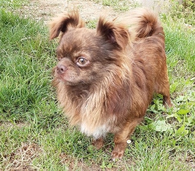 Étalon Chihuahua - Owen (Sans Affixe)