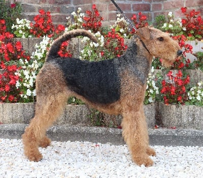 Étalon Airedale Terrier - CH. jokyl Movie star