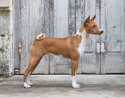 Étalon Basenji - CH. Ruby red sunset De La Dynastie De Kheops