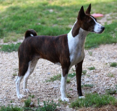 Étalon Basenji - Ryanna du Chemin de la Lune aux Reves