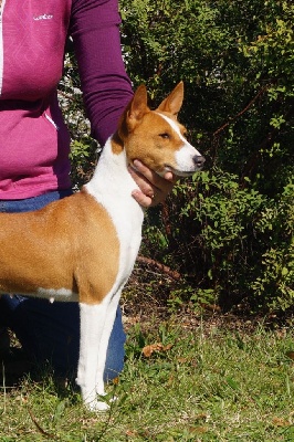 Étalon Basenji - Nixie, la précieuse des fringants complices