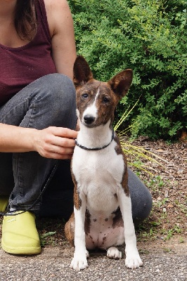 Étalon Basenji - Sanza bene bronzee des fringants complices