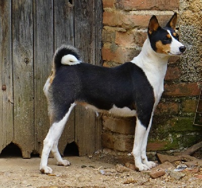 Étalon Basenji - Helen hoff odelia