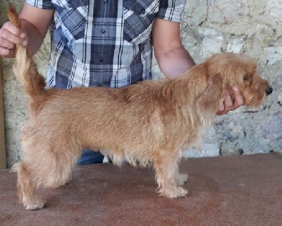 Étalon Basset fauve de Bretagne - Irlande de la Menee Eclatante