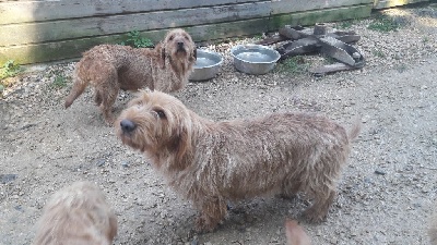 Étalon Basset fauve de Bretagne - Ophelie De La Forêt Des Sources