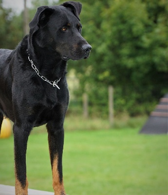 Étalon Berger de Beauce - Pacha du stuyver veld