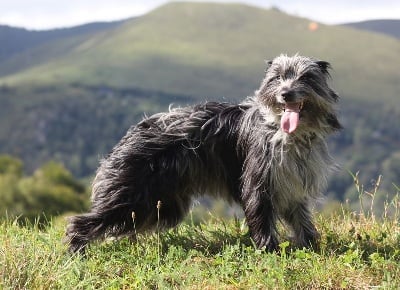 Étalon Berger des Pyrenees à poil long - Rêve bleu Du Moulin D'ébène