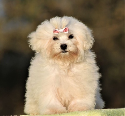 Étalon Bichon maltais - Santa ana du Moulin de la Terrasse