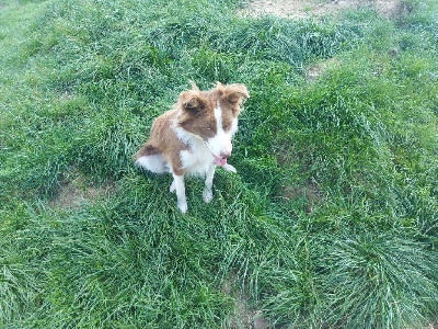 Étalon Border Collie - Portos (Sans Affixe)