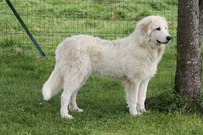 Étalon Chien de Montagne des Pyrenees - Sirrah Della Rocca Dei Patous