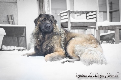 Étalon Chien de la Serra Estrela - Oreo quinta moinho das almas