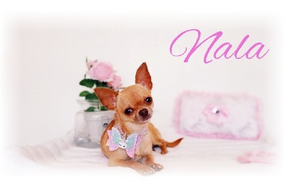 Étalon Chihuahua - My Little Totem Paris