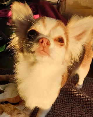 Étalon Chihuahua - Rockette dit romy des lutins du golfe