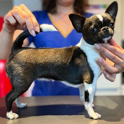 Étalon Chihuahua - Prada Des Petits Tresors D'Azur