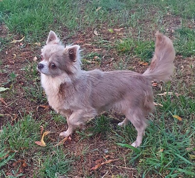 Étalon Chihuahua - Oh miss des Petites Merveilles d'Aurore 
