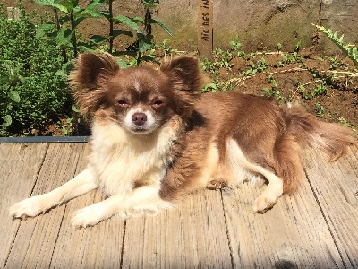 Étalon Chihuahua - O bella ciao Des Iris Du Parc Royal