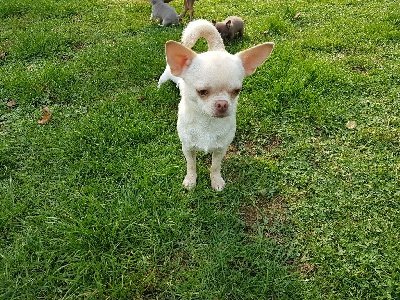Étalon Chihuahua - O'sborg Of Love Ramses