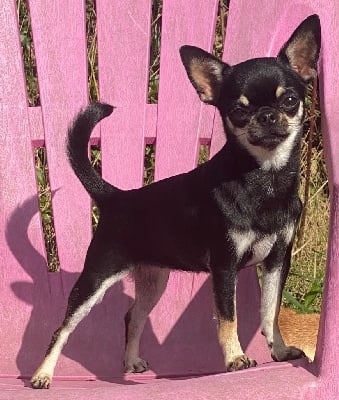 Étalon Chihuahua - Romy Des Ca.beaux&chics
