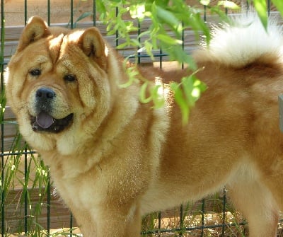 Étalon Chow Chow - CH. Pamela husaruvka