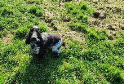 Étalon Cocker Spaniel Anglais - Olga Des Doux Rêves D'Abby